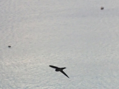 Aerodramus spodiopygius
