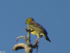 Ploceus cucullatus
