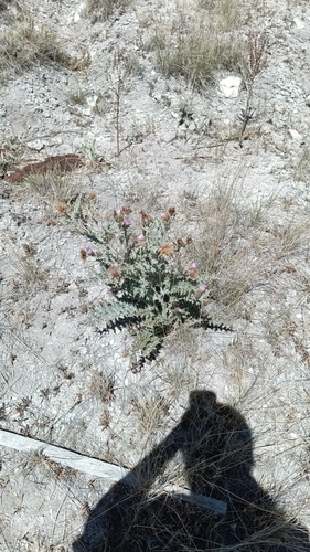Barneby's Thistle (Cirsium barnebyi)