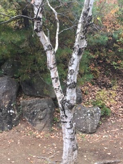 Betula pendula mandshurica