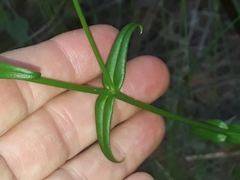 Chironia melampyrifolia