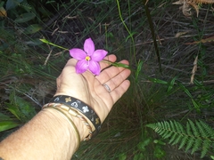Chironia melampyrifolia