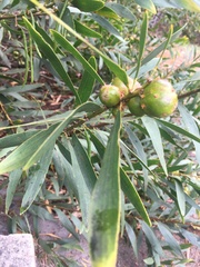 Acacia longifolia sophorae