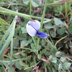 Crotalaria bifaria