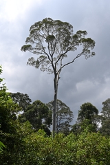 Koompassia excelsa
