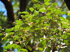 Elaeagnus thunbergii