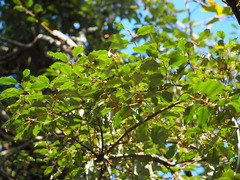 Elaeagnus thunbergii