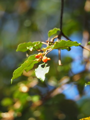 Elaeagnus thunbergii