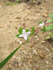 Spermacoce articularis