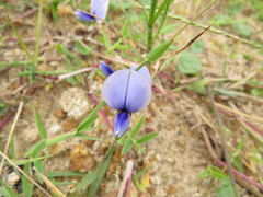 Crotalaria bifaria