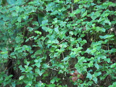 Strobilanthes rankanensis