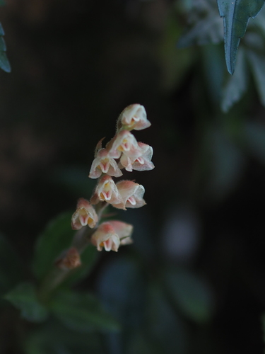 Goodyera foliosa (Goodyera foliosa)