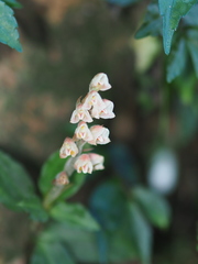 Goodyera foliosa