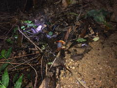 Nanhaipotamon aculatum