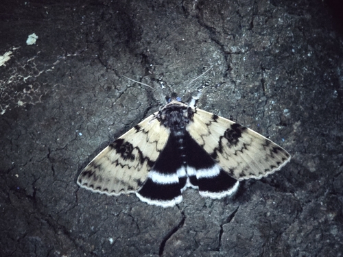 White Underwing photo 4