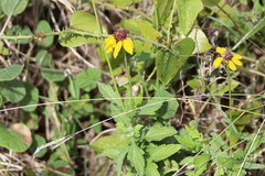 Rudbeckia amplexicaulis