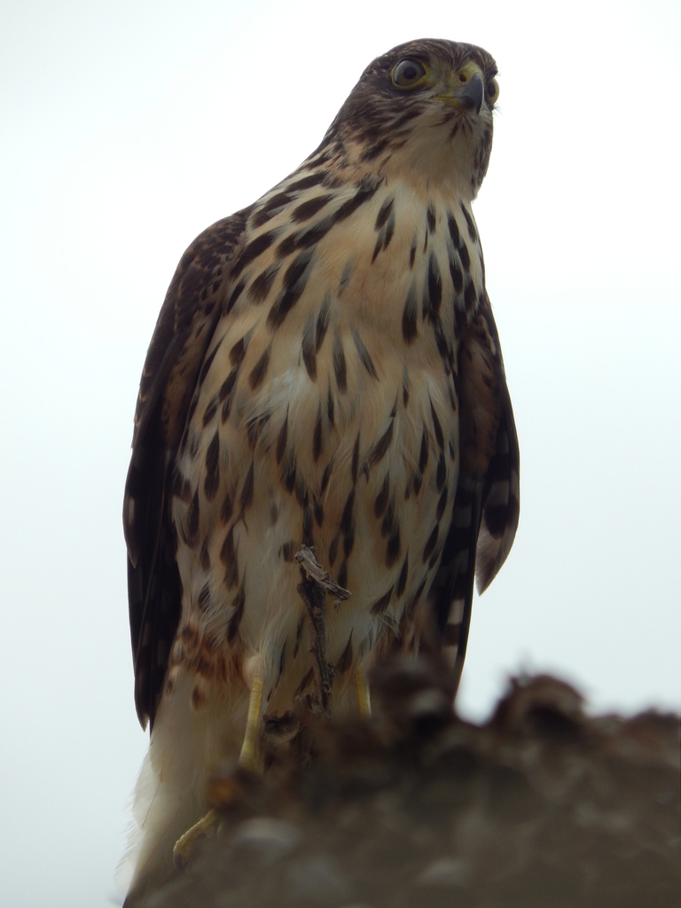 Northern Goshawks and Allies