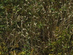 Danthonia intermedia riabuschinskii