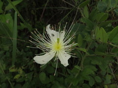 Capparis grandiflora