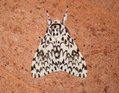 Lymantria singapura
