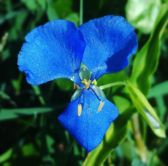 Commelina cyanea