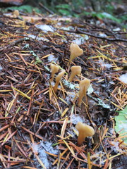 Cudoniaceae