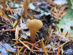 Cudoniaceae