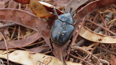 Hypselogenia geotrupina geotrupina