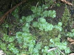 Lunularia cruciata