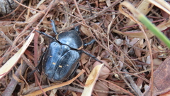 Hypselogenia geotrupina geotrupina