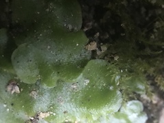 Lunularia cruciata
