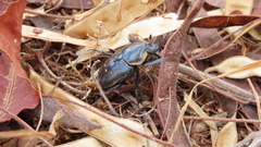 Hypselogenia geotrupina geotrupina