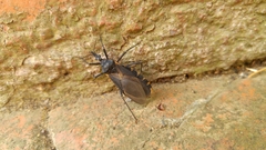 Triatoma gerstaeckeri