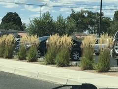 Calamagrostis × acutiflora
