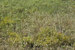 Danthonia intermedia riabuschinskii