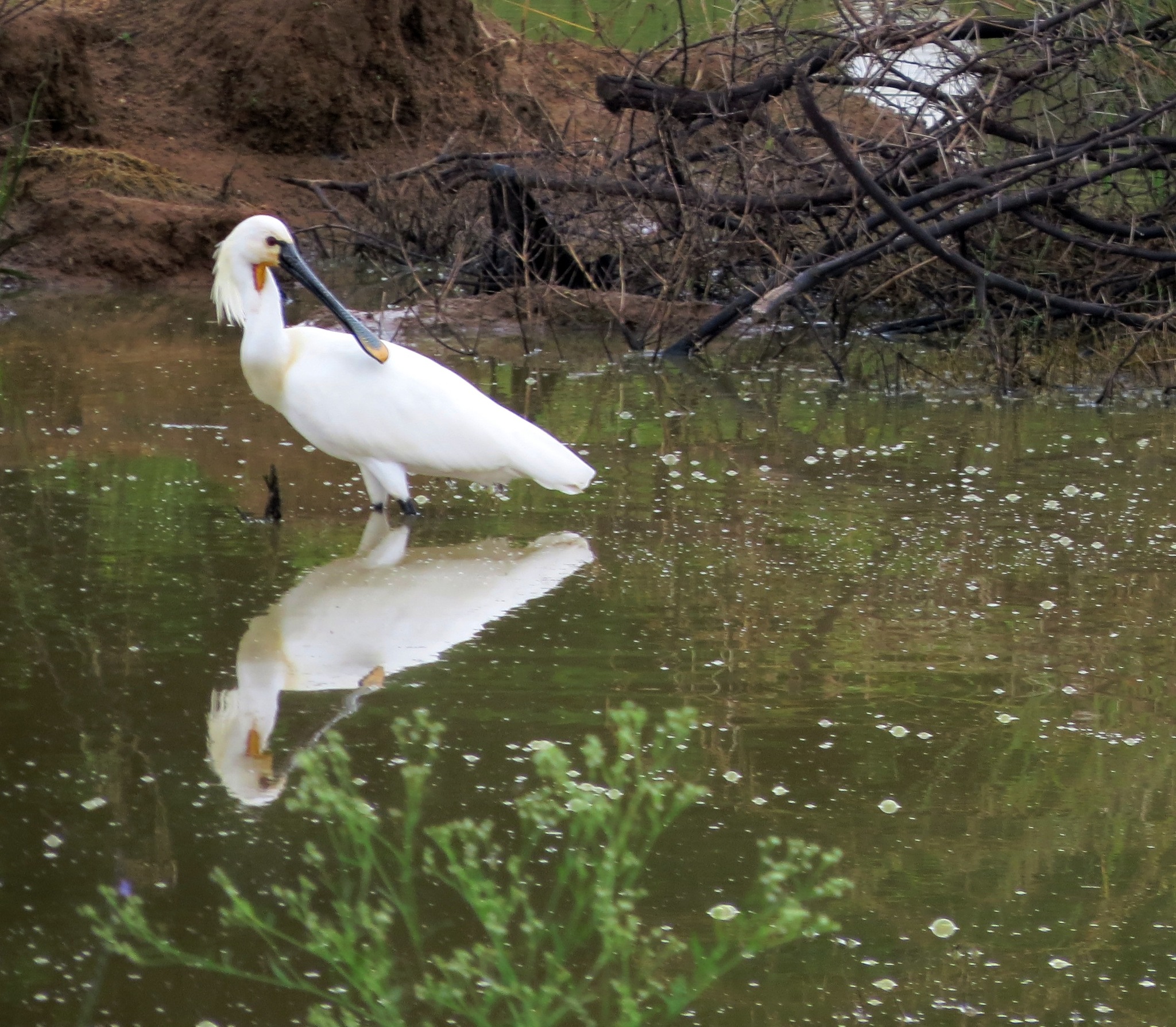 Eurasian Spoonbill
