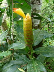 Costus wilsonii