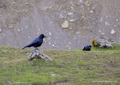 Corvus macrorhynchos levaillantii
