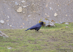 Corvus macrorhynchos levaillantii