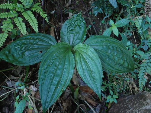 Image of Liparis gigantea by no rights reserved