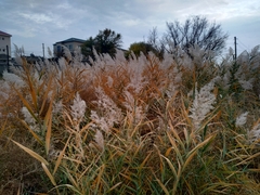 Phragmites australis