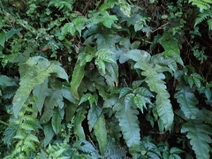 Stegnogramma wilfordii