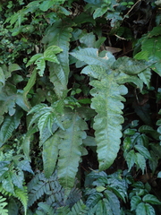 Stegnogramma wilfordii