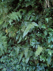 Stegnogramma wilfordii