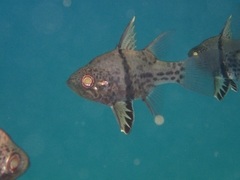 Sphaeramia orbicularis