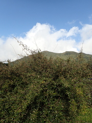 Elaeagnus formosana