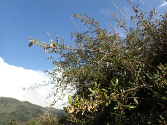 Elaeagnus formosana