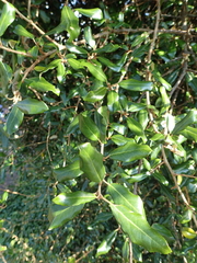 Elaeagnus formosana