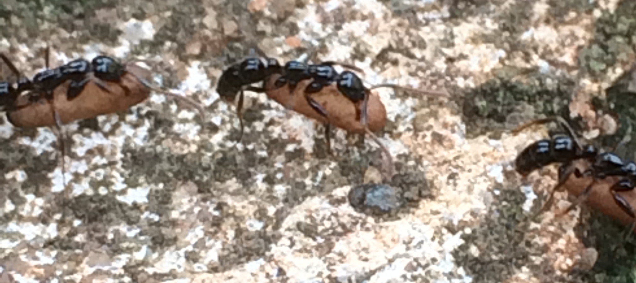Leptogenys crassinoda