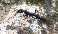 Leptogenys crassinoda